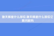 猪天梯是什么部位,猪天梯是什么部位它算闪脏吗