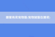 哪里有卖宠物猴(宠物狨猴在哪卖)